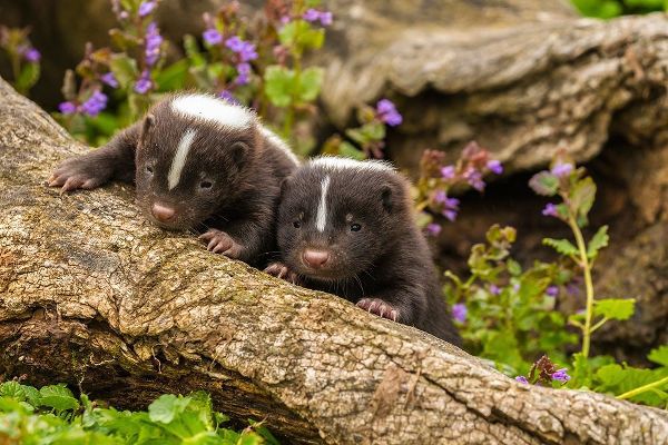 Minnesota-Pine County Striped skunk kits on log